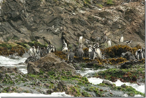 Chiloe 024