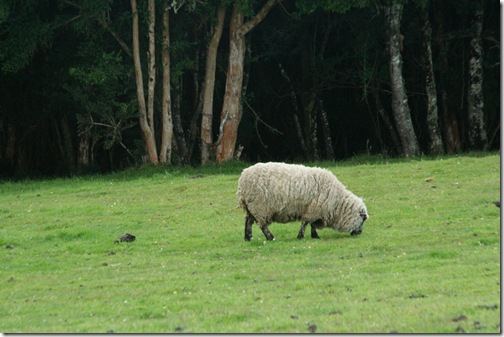 Chiloe 099