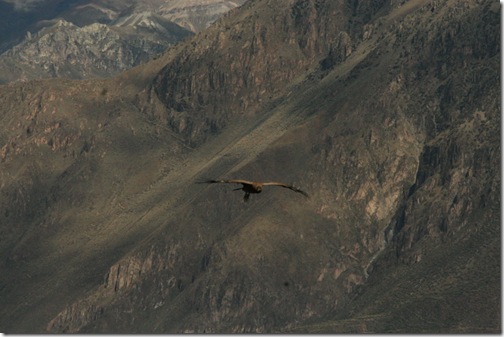 canonColca 069