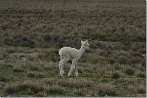 canonColca 172