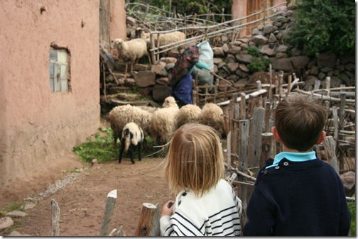 titicaca 203