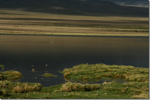 Uyuni 503