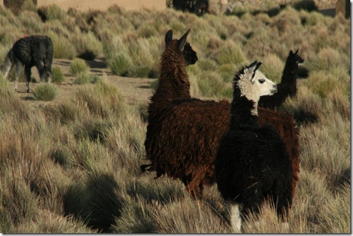 Uyuni 531