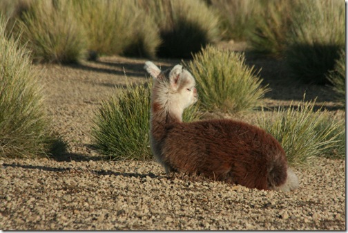 Uyuni 550